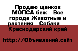 Продаю щенков МОПСА беж - Все города Животные и растения » Собаки   . Краснодарский край